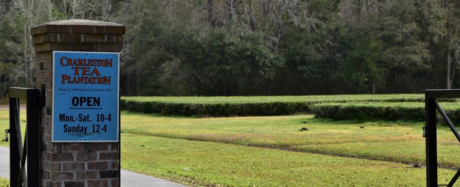 Charleston Tea Garden