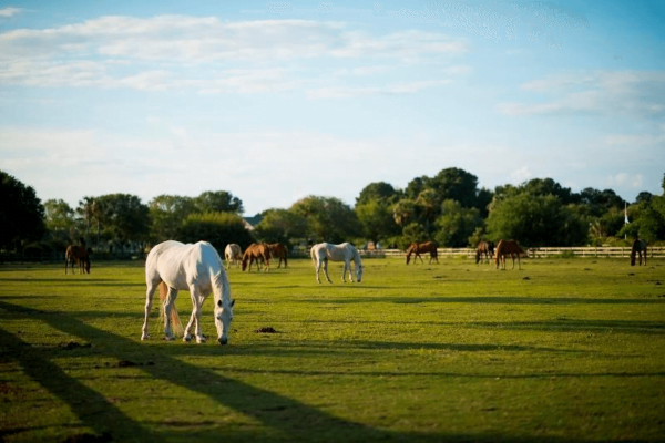Seabrook Island Horseback Riding