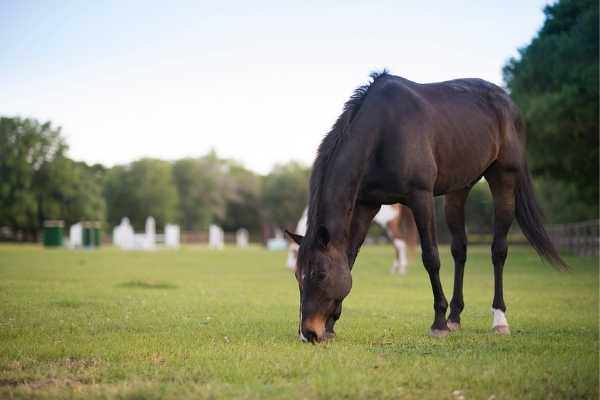 Horse at Seabrook Island Equestrian Center