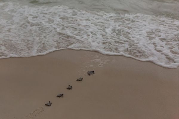 Kiawah Nature Conservancy 