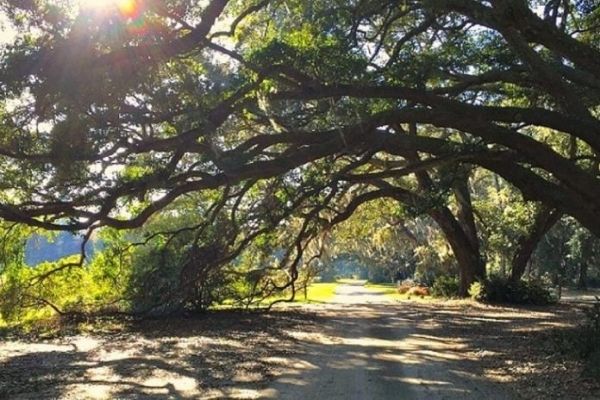 Charleston Tea Plantation