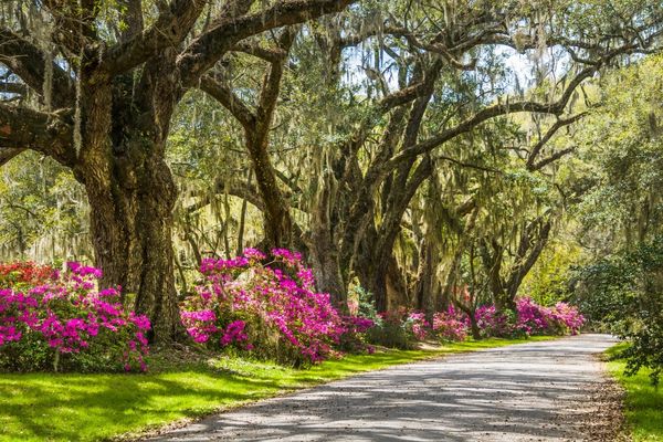Best Time to visit charleston Spring