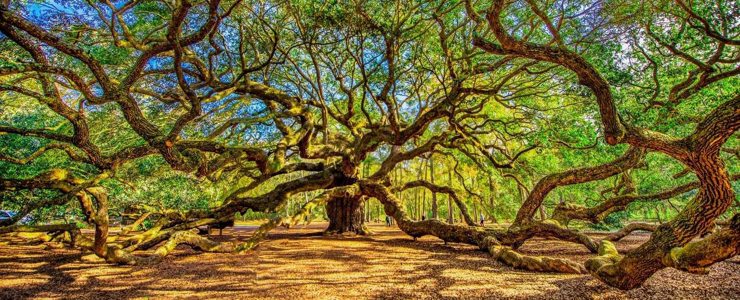 Sunny Day at The Angel Oak Tree in South Carolina