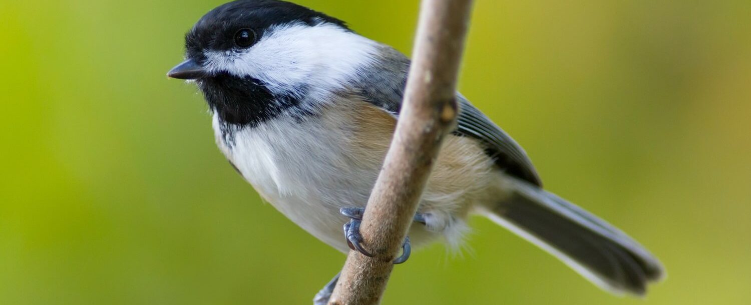 kiawah island nature center