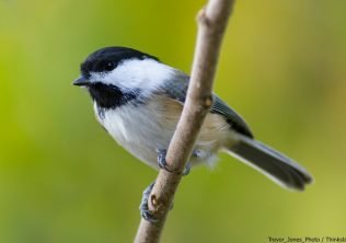kiawah island nature center