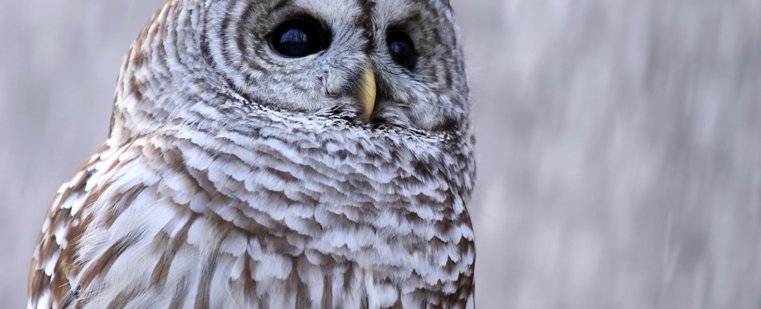 southeastern wildlife exposition