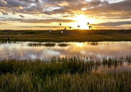 marshland scenery