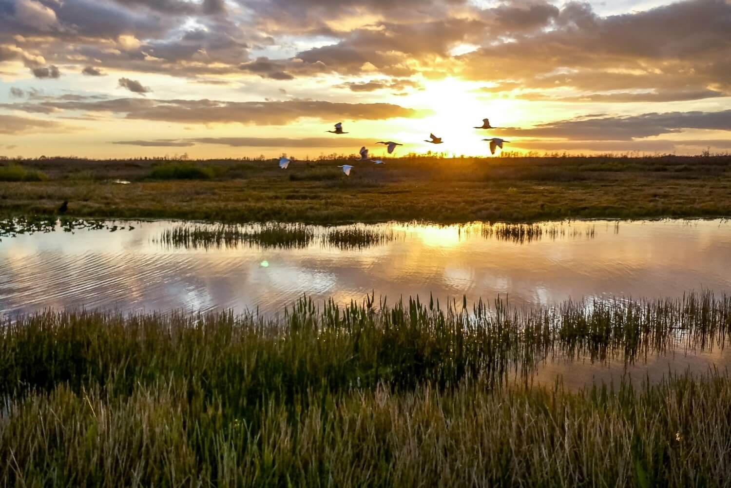 marshland scenery