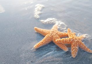 Seabrook Island vs Isle of Palms Beach