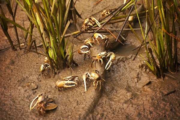 Fiddler Crab Night Heron Park