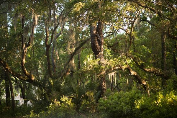 Kiawah Island Bike Trails in Rhetts Bluff