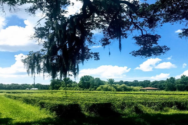 Charleston Family Reunion Things to Do