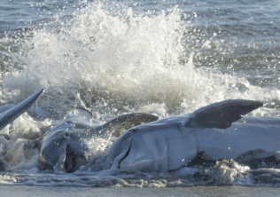 Dolphins Strand Feeding on Seabrook Island, SC