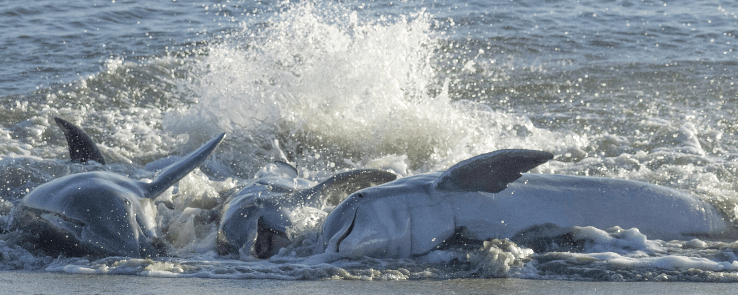 Dolphins Strand Feeding on Seabrook Island, SC