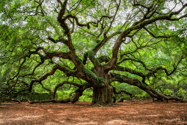 Johns Island Live Near Angel Oak