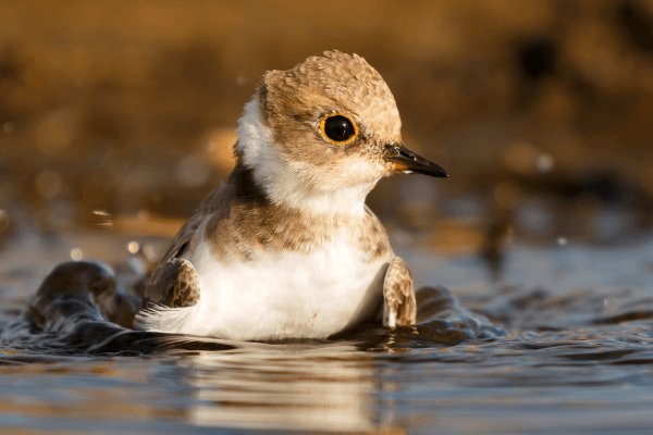 Kiawah Nature Center