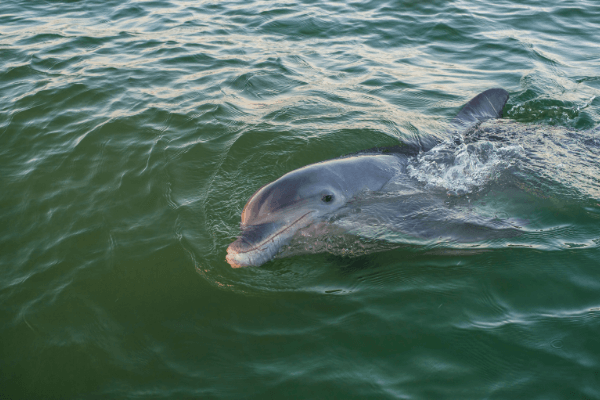 Strand feeding on Seabrook Island