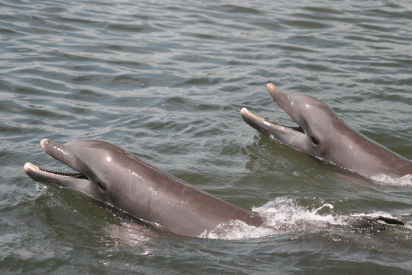 Seabrook Island Resident Dolphins