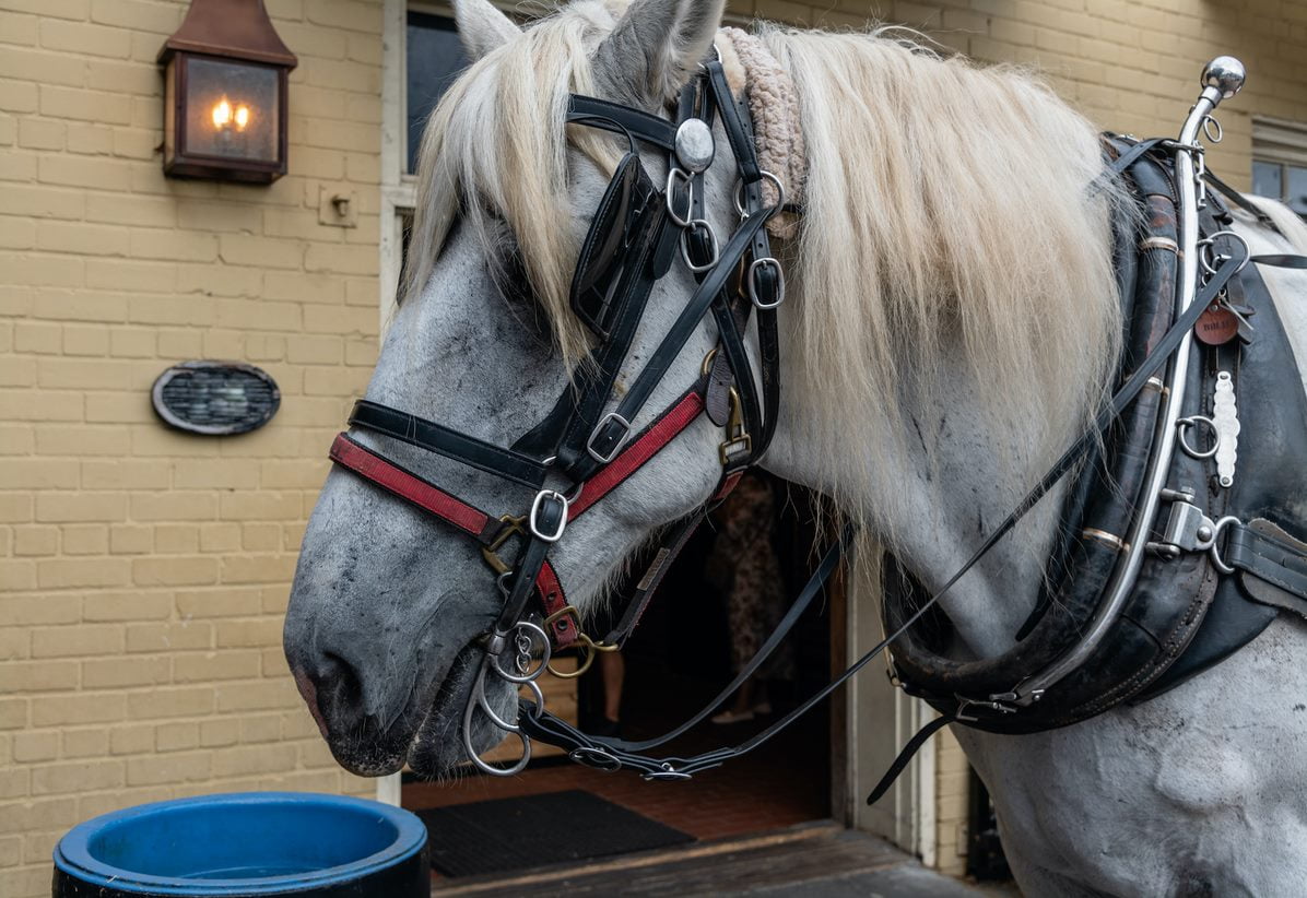 horse from charleston carriage tour