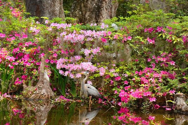 Magnolia Plantation Charleston SC