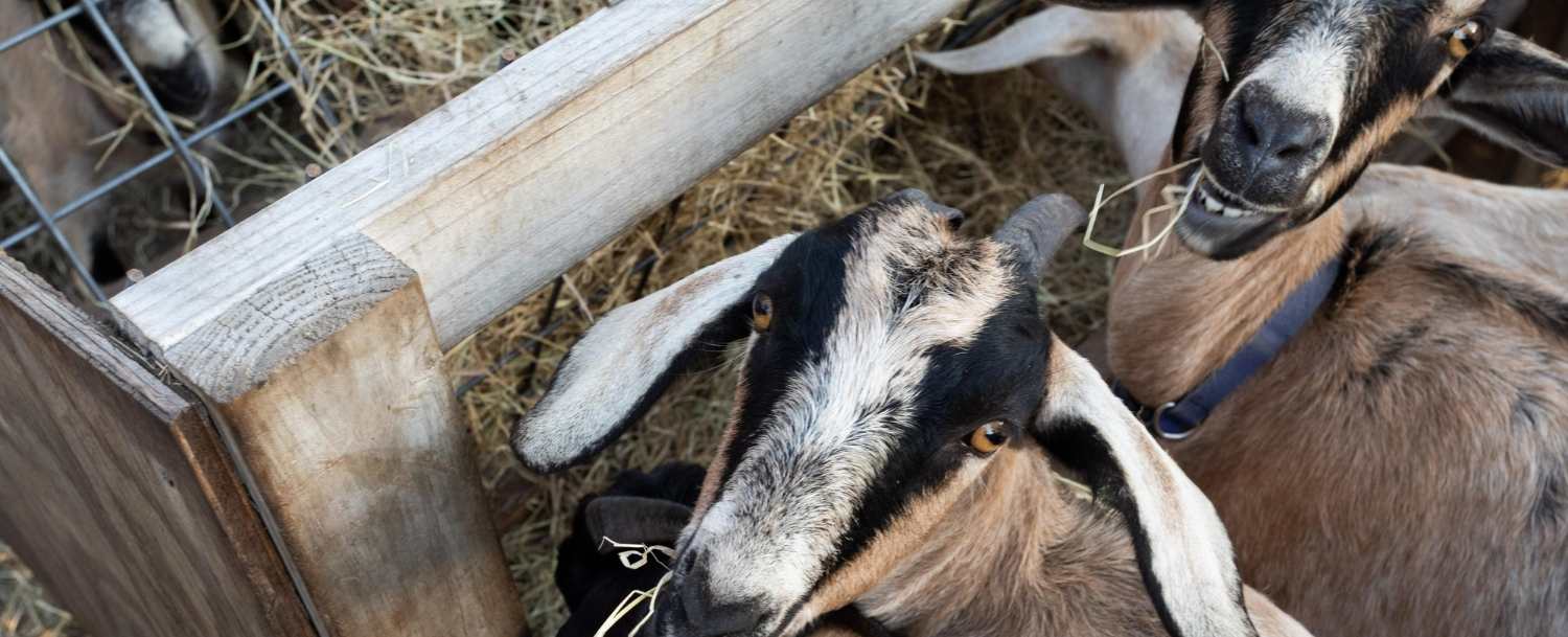 Things to do on Johns Island