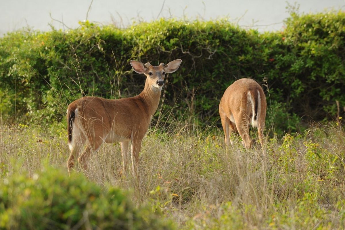 Deer at Briars Creek