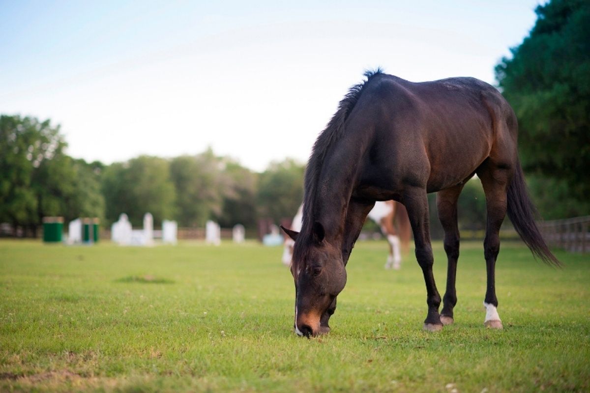Poplar Grove Equestrian Center