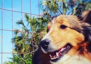 Dog Friendly Beaches