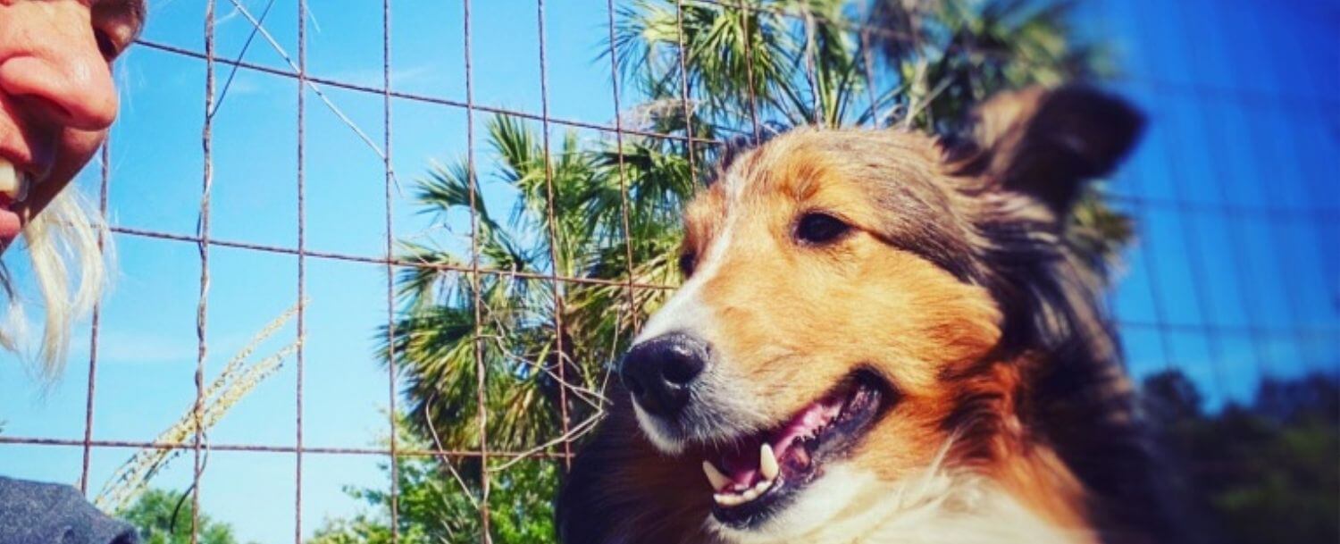 Dog Friendly Beaches