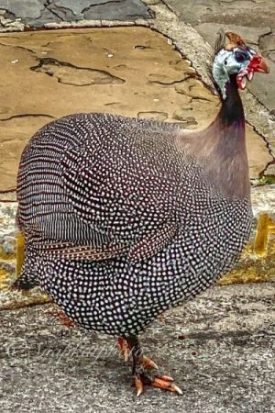 reasons we love South of Broad