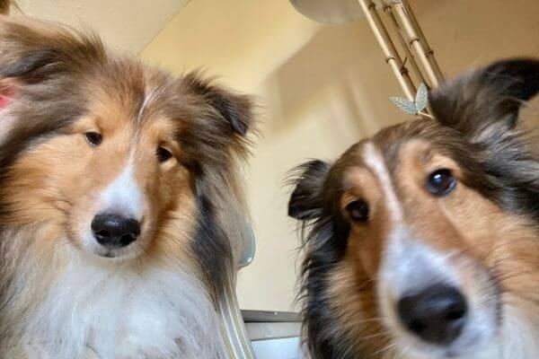 Seabrook Island Pet Friendly Homes