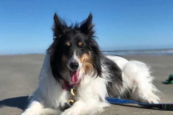 Beach Rules for Pets on Seabrook Island