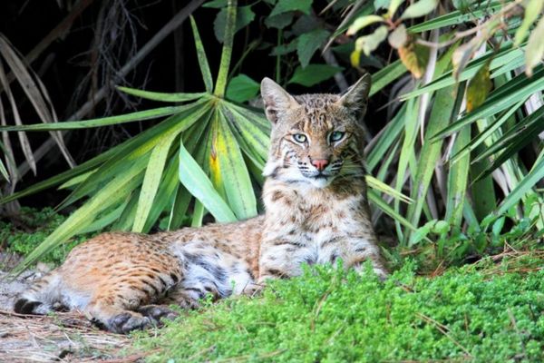 Town of Seabrook beach wildlife