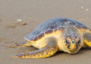Loggerhead Turtle Kiawah Island