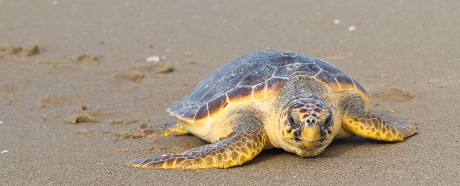 Loggerhead Turtle Kiawah Island