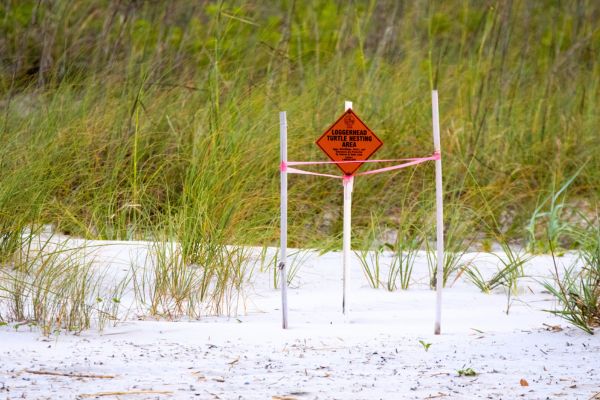Kiawah Island Turtle Patrol