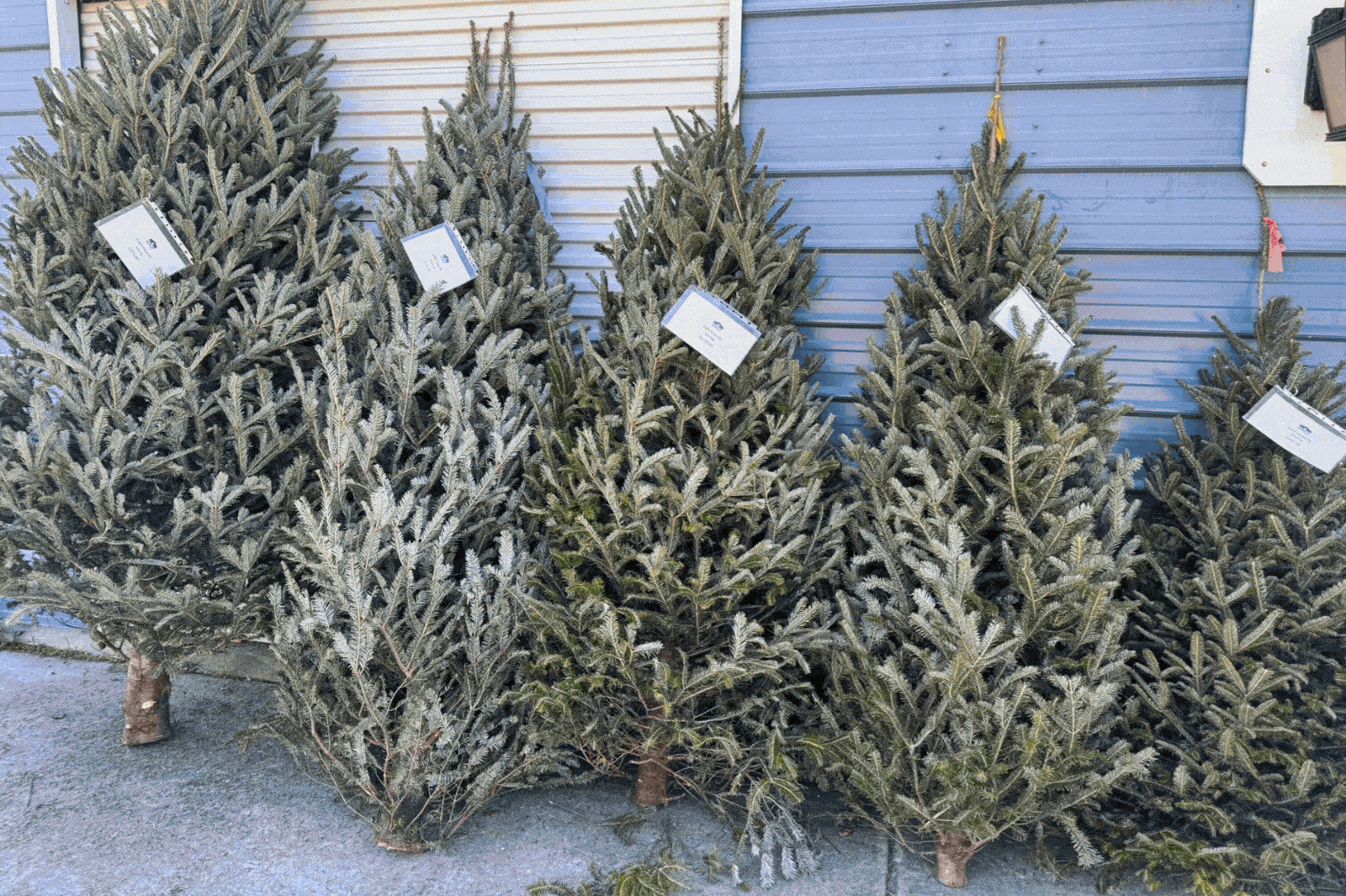 Fields Farm Christmas Market Johns Island