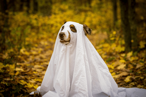 seabrook island dog in costume