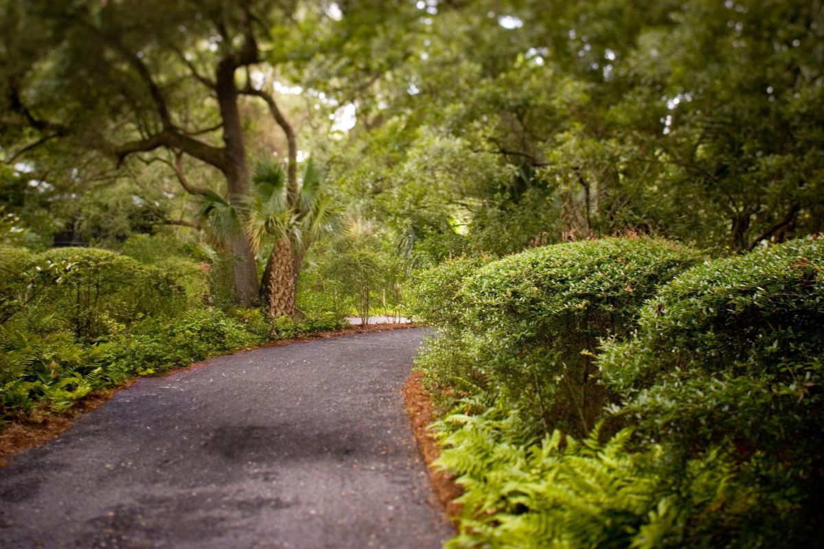 Shaded Kiawah Trail for Walking Dog